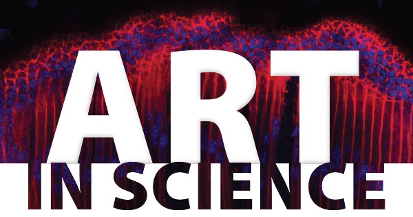 Art in Science logo