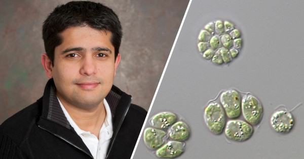 Abhydai Singh on the left with three divided cells and a single undivided cell are shown.